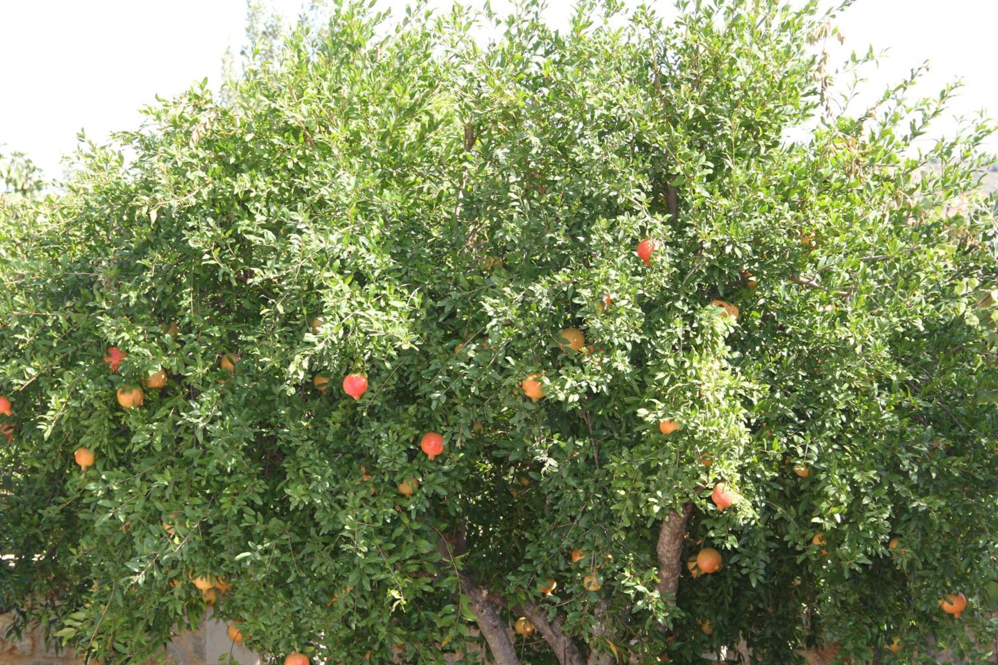 Αριων Village & Suites Nafplion Exteriör bild