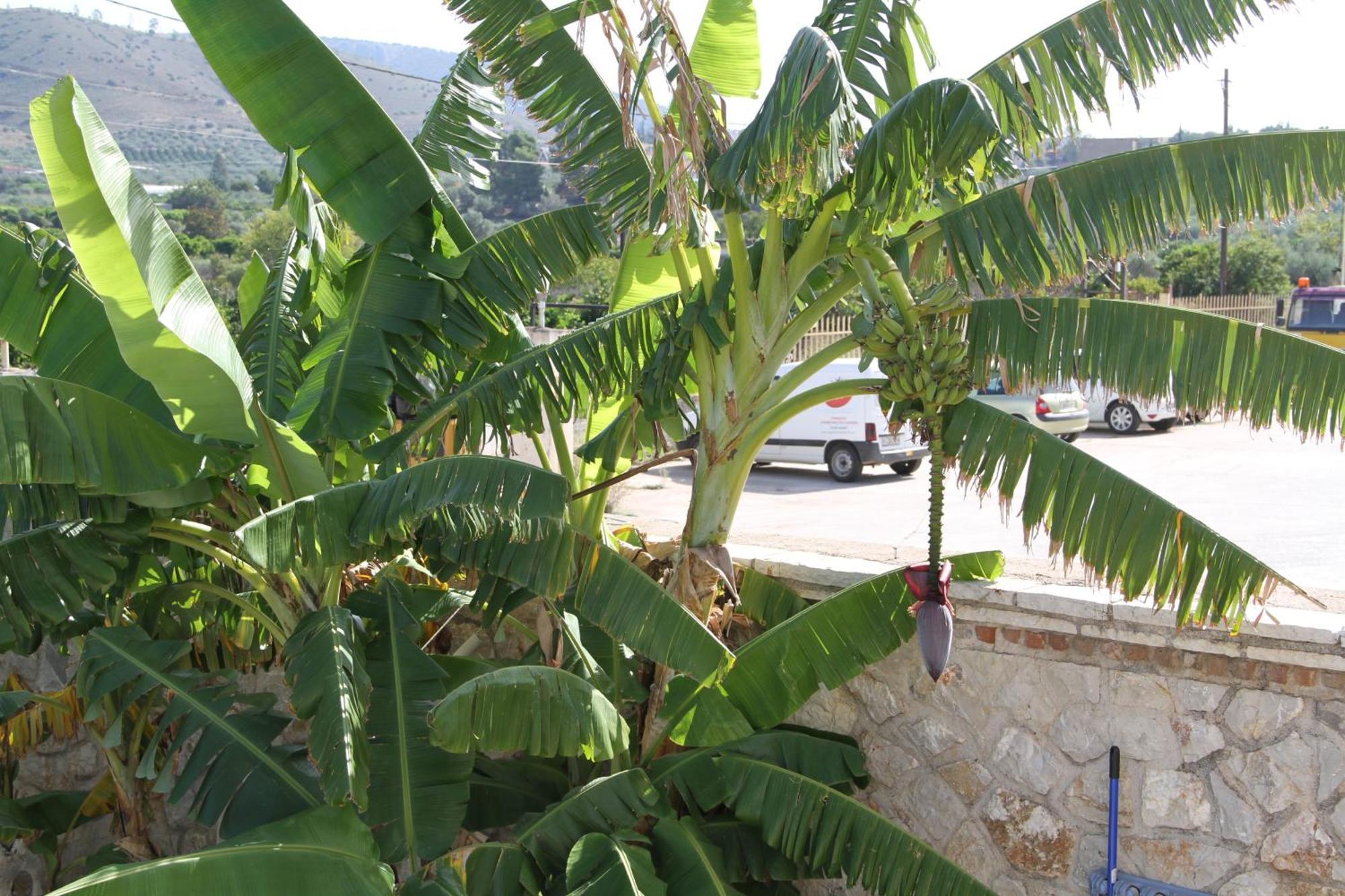 Αριων Village & Suites Nafplion Exteriör bild
